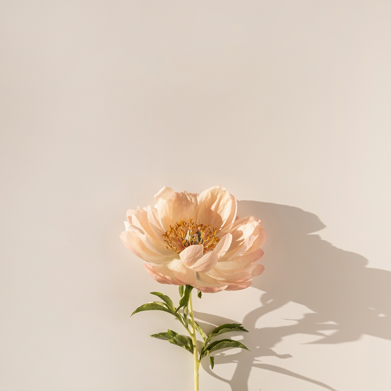 Single Flower on White Background